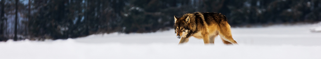 Wolf dog stalking through snowy field