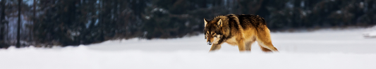 Wolf dog stalking through snowy field