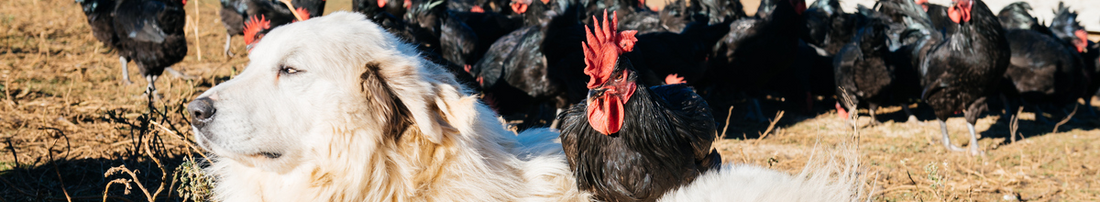 Chickens sitting around and on white dog