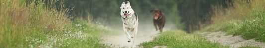 Dogs running on path towards the camera