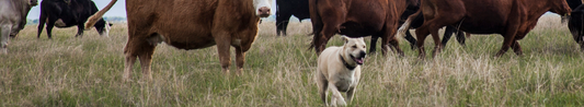 Dog walking through field of cows