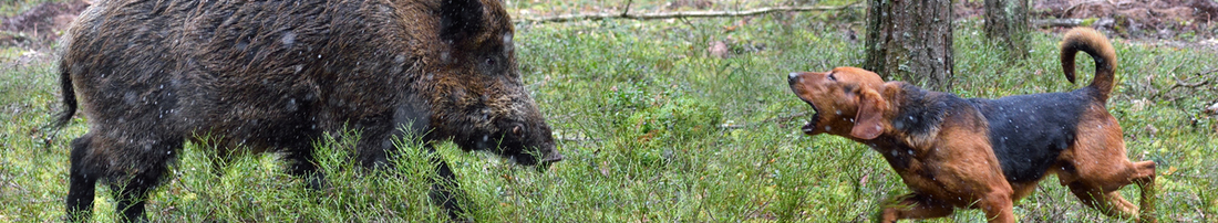 Hunting dog barking at wild boar