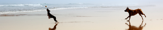 Dogs running and playing ball on a beach