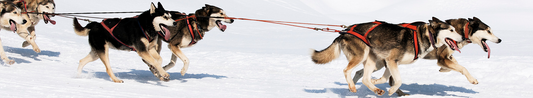 Husky dogs pulling sled through snow